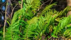 Leśne klimaty w okolicach Wydmin - zdjęcie 3