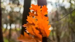 Leśne klimaty w okolicach Wydmin - zdjęcie 20