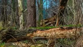 Wschód słońca przy moście Sztynorckim i jeziorze Dargin - zdjęcie 20