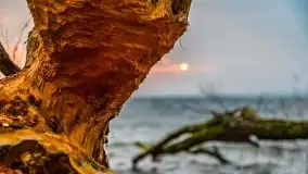 Wschód słońca przy moście Sztynorckim i jeziorze Dargin - zdjęcie 47