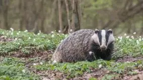 Mazurska flora i fauna na zdjęciach Jana Olchówki 2020 - zdjęcie 7