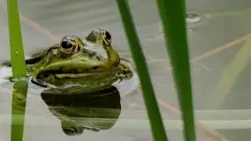 Mazurska flora i fauna na zdjęciach Jana Olchówki 2020 - zdjęcie 9
