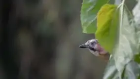 Mazurska flora i fauna na zdjęciach Jana Olchówki 2020 - zdjęcie 15