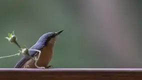 Mazurska flora i fauna na zdjęciach Jana Olchówki 2020 - zdjęcie 12