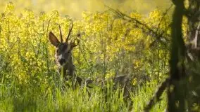 Mazurska flora i fauna na zdjęciach Jana Olchówki 2020 - zdjęcie 1