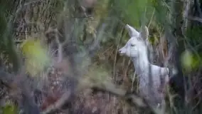 Mazurska flora i fauna na zdjęciach Jana Olchówki 2020 - zdjęcie 32