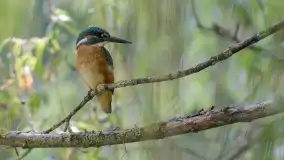 Mazurska flora i fauna na zdjęciach Jana Olchówki 2020 - zdjęcie 37