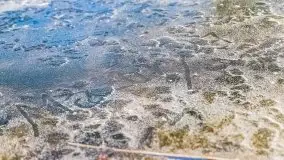 Wietrzne i jesienne jezioro Śniardwy, grudzień 2020 r. - zdjęcie 32