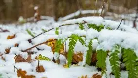 Zimowe i pochmurne kolory Mazur w okolicach Kruklanek - zdjęcie 8