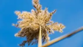 Późno jesienne jezioro Śniardwy i Okartowo 2020 r. - zdjęcie 27