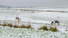 Zimowa szarówka w okolicach Kruklina, Gawlika Małego i Wydmin - zdjęcie 62