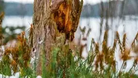 Zima nad jeziorem Wesołek, okolice Rucianej Nidy - zdjęcie 5