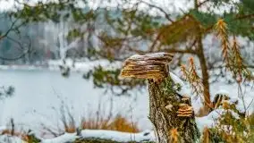 Zima nad jeziorem Wesołek, okolice Rucianej Nidy - zdjęcie 54