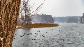 Zimowa szarówka w Rucianem-Nidzie - zdjęcie 7