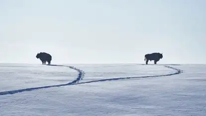 Mazurskie zwierzęta i pełnia zimy na zdjęciach Jana Olchówki