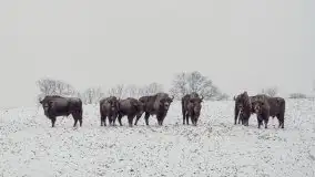 Mazurskie zwierzęta i pełnia zimy na zdjęciach Jana Olchówki - zdjęcie 29