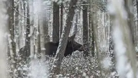 Mazurskie zwierzęta i pełnia zimy na zdjęciach Jana Olchówki - zdjęcie 23