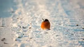 Mazurska zima na zdjęciach Staszka Sielewicza - zdjęcie 15