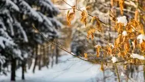 Kolejna dawka pięknej, mazurskiej zimy przy jez. Dargin - zdjęcie 34