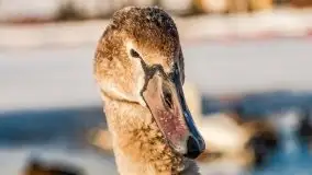 Mikołajki w zimowej scenerii, luty 2021 r. - zdjęcie 63