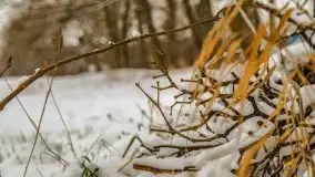 Okolice Kleszczewa w zimowej scenerii, styczeń 2021 - zdjęcie 15