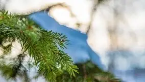 Śluza w Leśniewie Górnym w zimowej szacie, luty 2021 - zdjęcie 34