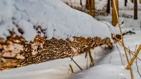 Jezioro Ślepieniec skąpane w zimowej bieli, luty 2021 - zdjęcie 34