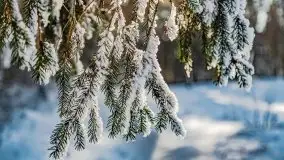 Jezioro Ślepieniec skąpane w zimowej bieli, luty 2021 - zdjęcie 59