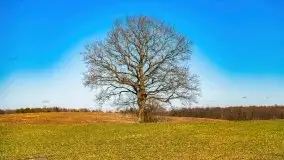 Szukamy wiosny - znajdujemy pierwsze oznaki - zdjęcie 14