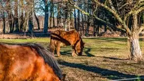 Szukamy wiosny - znajdujemy pierwsze oznaki - zdjęcie 38