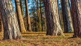 Przedwiosenny zachód słońca nad jeziorem Gołdopiwo i Żabiniec - zdjęcie 29