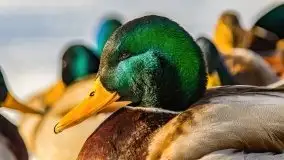 Zimowe Giżycko, luty 2021 - zdjęcie 20