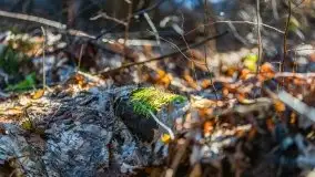 Przedwiośnie w lasach przy Wilkasach, marzec 2021 - zdjęcie 12