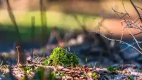 Przedwiośnie w lasach przy Wilkasach, marzec 2021 - zdjęcie 8