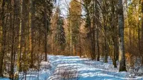 Las miejski w Giżycku, zimowa odsłona, luty 2021 r. - zdjęcie 25