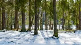 Przedwiośnie 2021 nad jeziorem Białym - zdjęcie 17