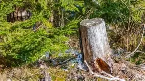 Przedwiośnie 2021 nad jeziorem Białym - zdjęcie 55