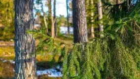 Przedwiośnie 2021 nad jeziorem Białym - zdjęcie 44