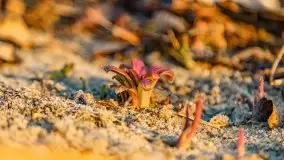 Efekt halo - zachód słońca nad jeziorem Dargin - zdjęcie 33