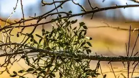 Wiosna w rezerwacie przyrody Borki, marzec 2021 - zdjęcie 2