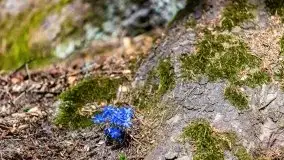 Wiosna w rezerwacie przyrody Borki, marzec 2021 - zdjęcie 10