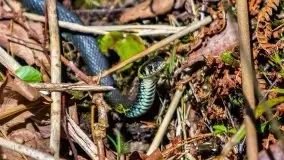 Wiosna w rezerwacie przyrody Borki, marzec 2021 - zdjęcie 21