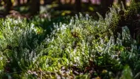 Wiosna w rezerwacie przyrody Borki, marzec 2021 - zdjęcie 22