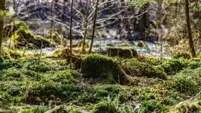 Wiosna w rezerwacie przyrody Borki, marzec 2021 - zdjęcie 17