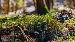 Wiosna w rezerwacie przyrody Borki, marzec 2021 - zdjęcie 39