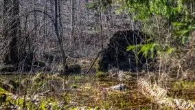 Wiosna w rezerwacie przyrody Borki, marzec 2021 - zdjęcie 26