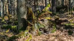 Wiosna w rezerwacie przyrody Borki, marzec 2021 - zdjęcie 27