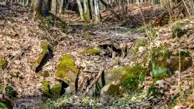 Wiosna w rezerwacie przyrody Borki, marzec 2021 - zdjęcie 33