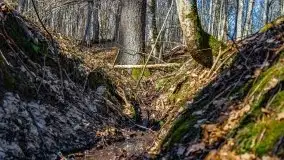 Wiosna w rezerwacie przyrody Borki, marzec 2021 - zdjęcie 52