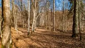 Wiosna w rezerwacie przyrody Borki, marzec 2021 - zdjęcie 38